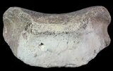 Hadrosaur Toe Bone - Alberta (Disposition #-) #71672-1
